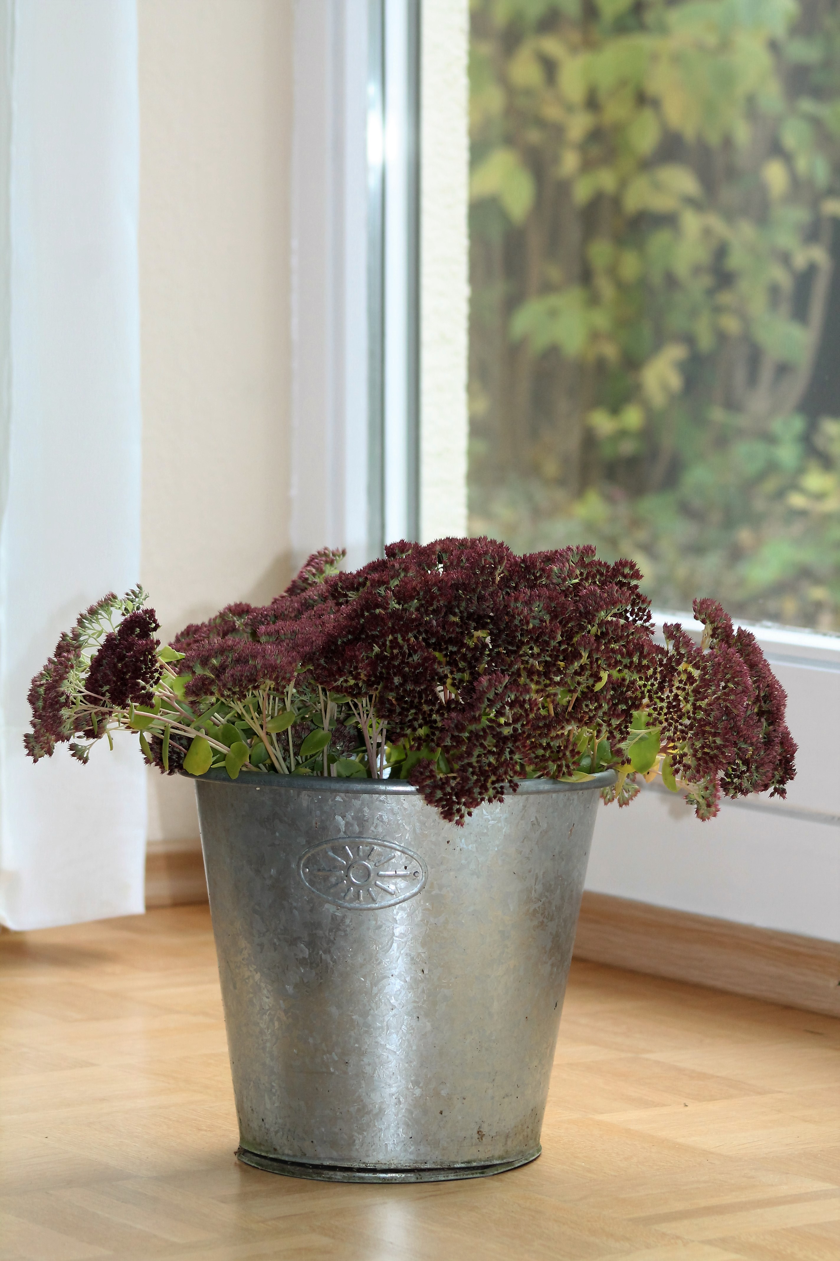 Fette Henne im Wohnzimmer