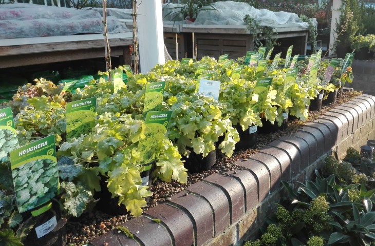Heucheras