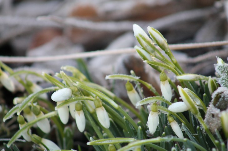 Schneeglöckchen 1.JPG