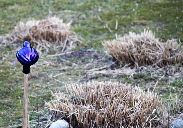 chinaschilf_abgeschnitten