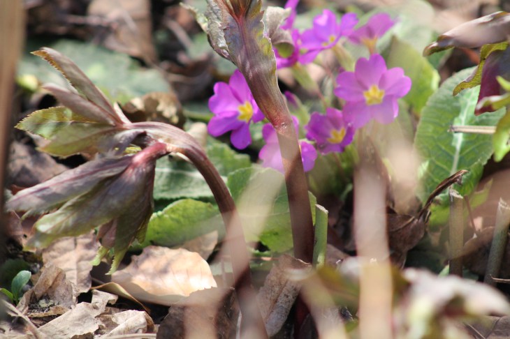 Lenzrose mit Kissenprimel.JPG