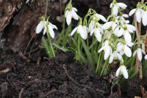 schneeglockchen_im-kompost