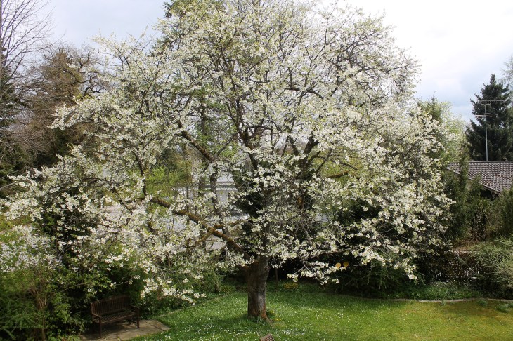 Kirschbaum_Frühling