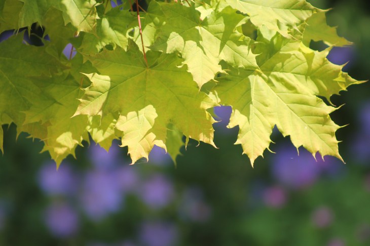 Acer platanoides